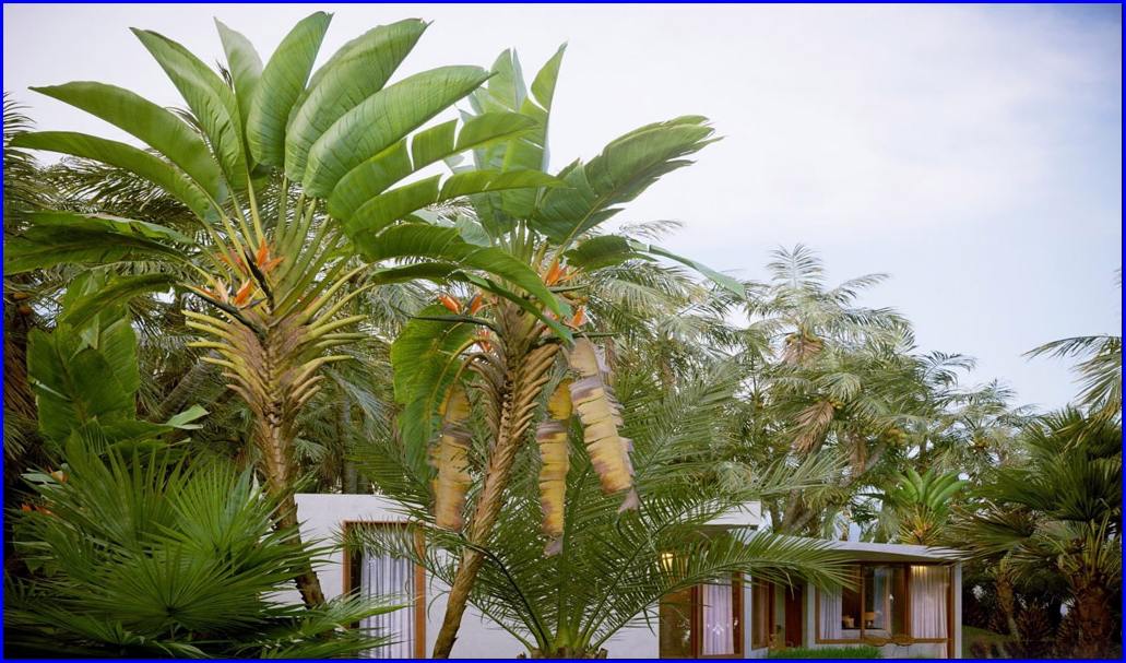 BỘ CÂY NHIỆT ĐỚI VOL 97